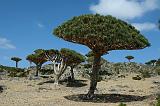 IMG_4983 Dixsam, Socotra